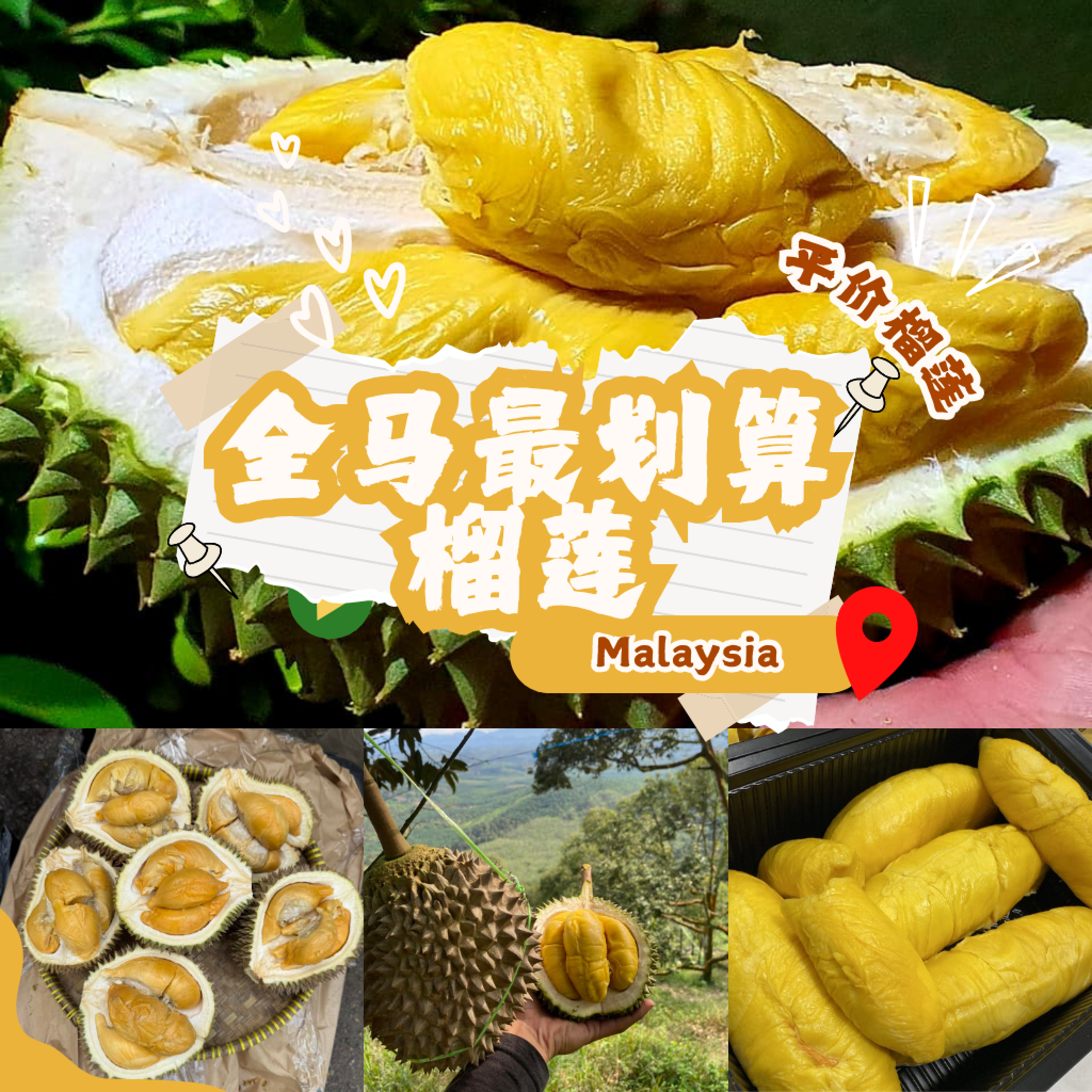 全马最划算榴莲